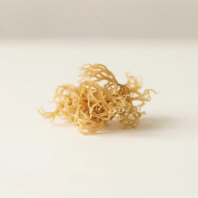 Raw golden Irish sea moss